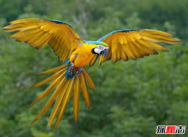 世界上10大最美最好看的鹦鹉 仅看一眼就能让你动心!