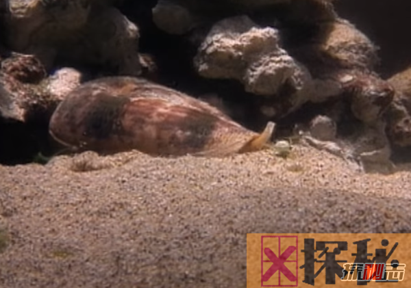 世界上十大最凶猛的蜗牛 第九已造2亿多人不安(致命感染)