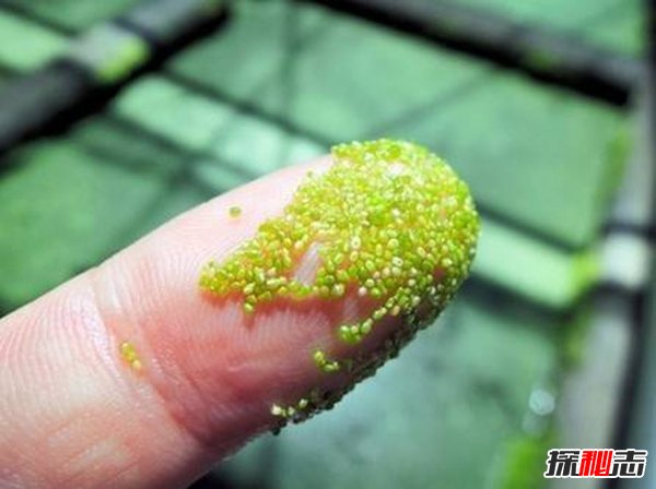 世界上最小的水果 长1毫米重70毫克比食盐粒更小