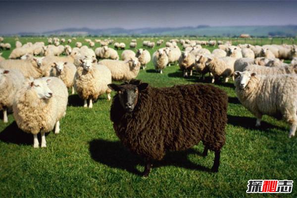 羊群效应的真实案例 羊群效应产生的原因