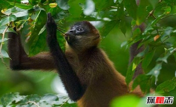 热带雨林有什么动物?盘点10种热带雨林的特有动物