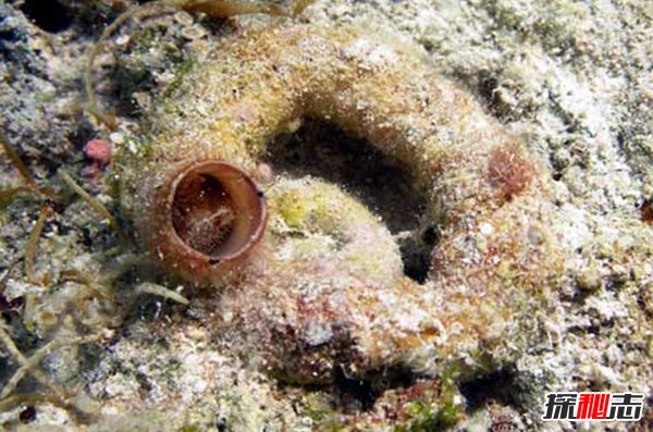 世界上十大最凶猛的蜗牛 第九已造2亿多人不安(致命感染)