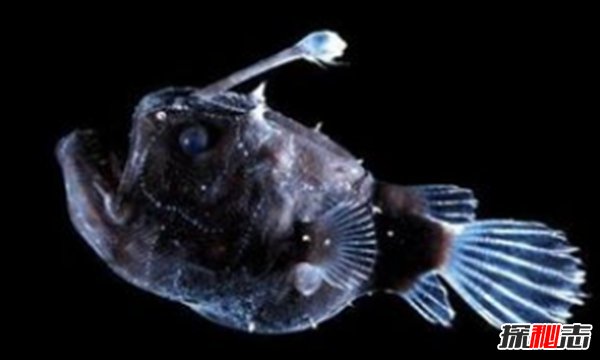 深海里有什么生物?深海中长相奇怪的10种动物