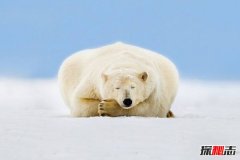 世上最美的十种白色动物：北极熊抱冰川睡觉，可爱如小孩