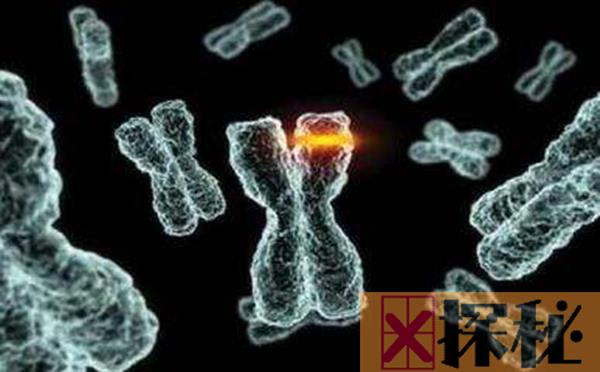 人类垃圾DNA真的无用?卫星DNA意义有哪些