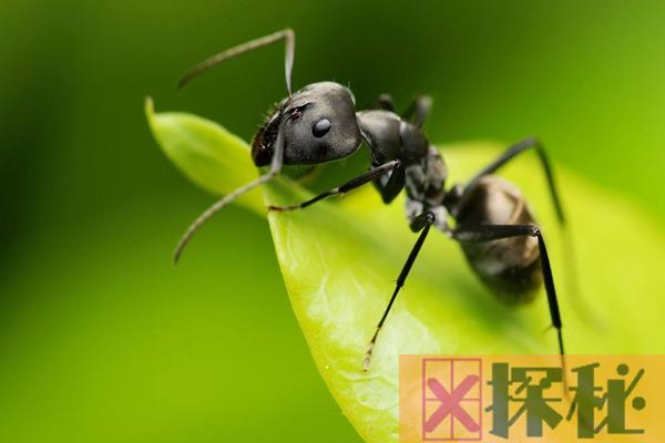蚂蚁效应是什么?蚂蚁效应对人类的启发：团结就是力量