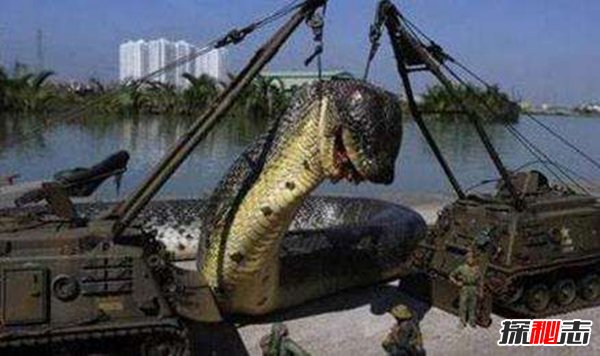 世界第一巨蛇红海巨蛇 坦克大小巨蛇是否存在