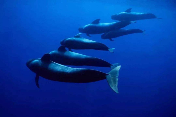 领航鲸虎鲸哪个厉害?南极虎鲸以蓝鲸为食(海中霸王)