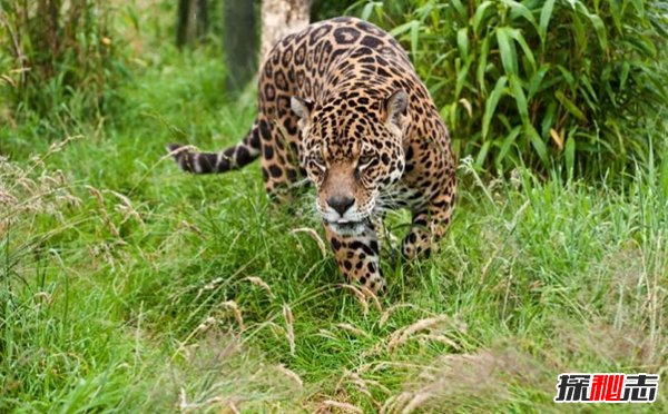 南美洲的动物有哪些?盘点南美洲的十大珍稀动物(附图片)