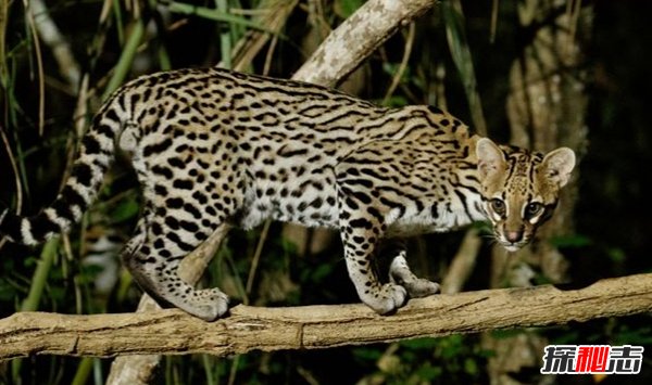 南美洲的动物有哪些?盘点南美洲的十大珍稀动物(附图片)