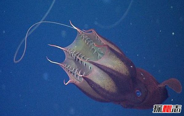 深海里的生物越深越可怕?揭秘深海里可怕的十大生物