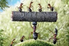 蚂蚁效应是什么?蚂蚁效应对人类的启发：团结就是力量