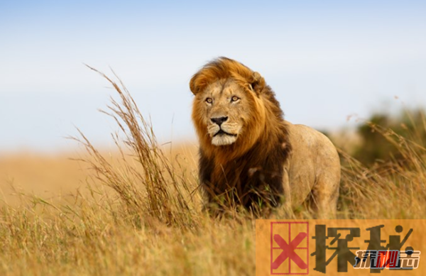 狮子象征着什么?狮子的十大特点和本领(上帝的使者)