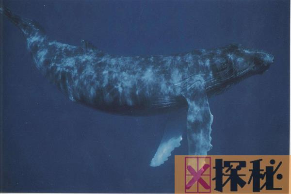 虎鲸和座头鲸什么关系?座头鲸专门干扰虎鲸捕猎(死对头)