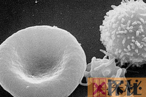 为什么说白血球是保卫人体健康的勇士?吞噬细菌(产生抗体)