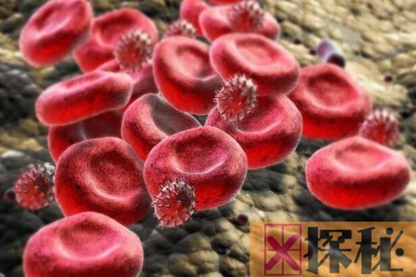 红细胞是免疫细胞吗?具有免疫粘附功能(促进吞噬作用)