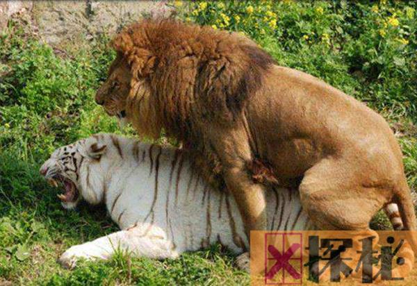 狮虎兽和虎狮兽的区别 狮虎兽与虎狮兽谁更大