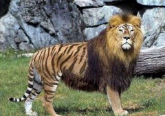狮虎兽和虎狮兽的区别 狮虎兽与虎狮兽谁更大