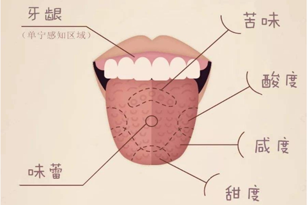 舌头为什么能辨别味道?舌头遍布3000个味蕾(甜味区靠前)