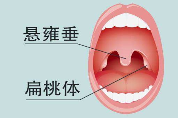人的小舌有什么用?防止食物和液体倒流鼻腔(食道的小门)