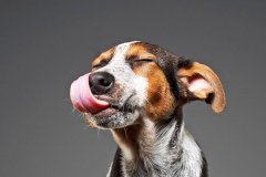 为什么狗在热天爱伸出舌头？汗腺长在舌头下(调节体温)