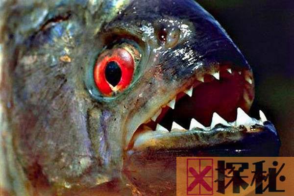 为什么红比拉鱼被称为危险动物?短短几分钟撕碎一头牛