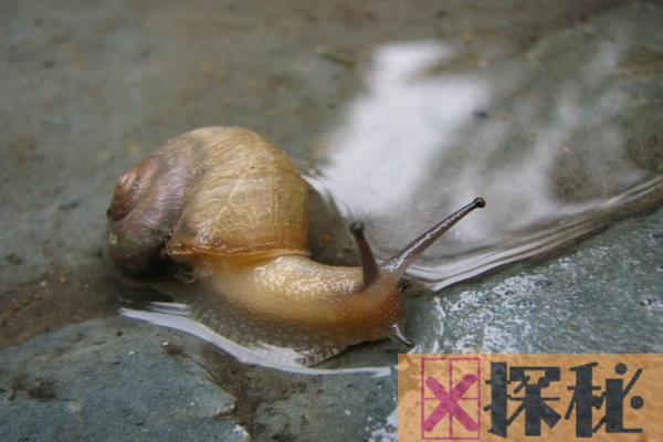 蜗牛为什么留下黏液?减少地面摩擦(由足腺分泌)