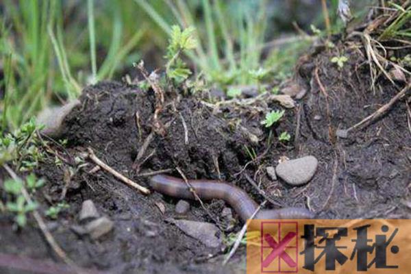 蚯蚓为什么会松土?原来蚯蚓的排泄物有大作用