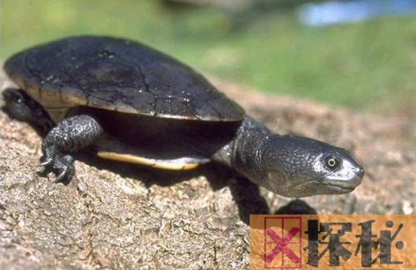 世界上脖子最长的乌龟 最长可达50厘米脖子和背甲一样长