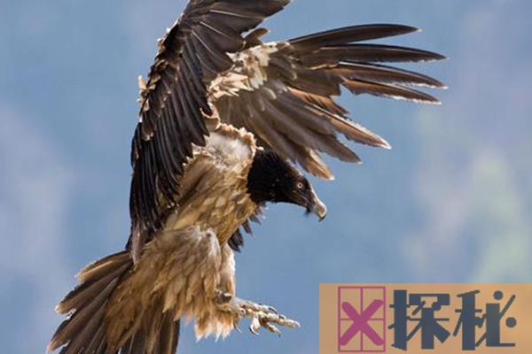 世界十大飞的最高的鸟 黑白兀鹫登顶可达一万多米