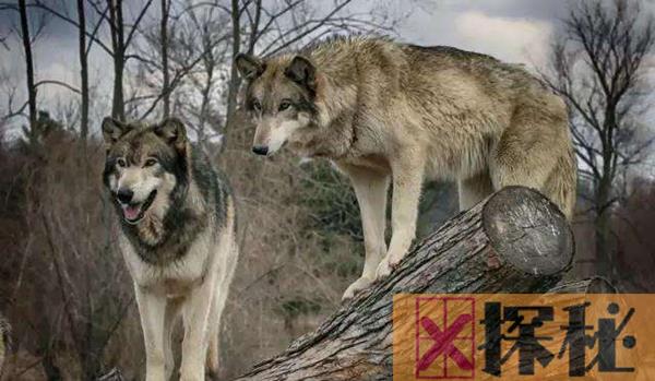 狼和狗的区别和关系有哪些?狼会把狗当做同类吗