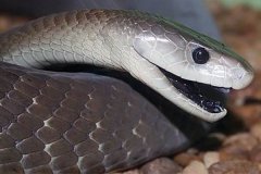 移动速度最快的蛇：黑曼巴蛇，冲刺时速高达14-20公里