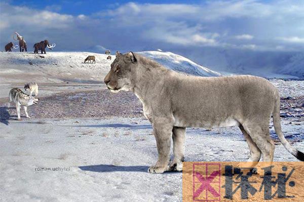 最重的猫科动物：美洲拟狮，冰河时代巨无霸(超450公斤)