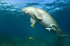 儒艮是鱼还是哺乳动物?每隔8分钟浮上水面呼吸(海上哺乳)