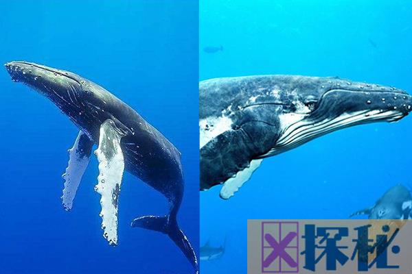 南露脊鲸大还是蓝鲸大?最大蓝鲸是南露脊鲸的2倍(33.5米)