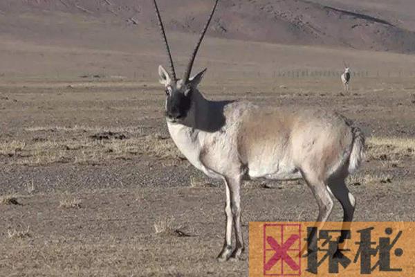 藏羚羊的迁徙路线是什么?最终归属地都是卓乃湖