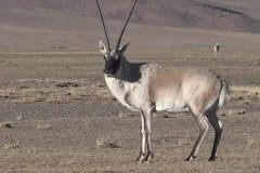藏羚羊的迁徙路线是什么?最终归属地都是卓乃湖