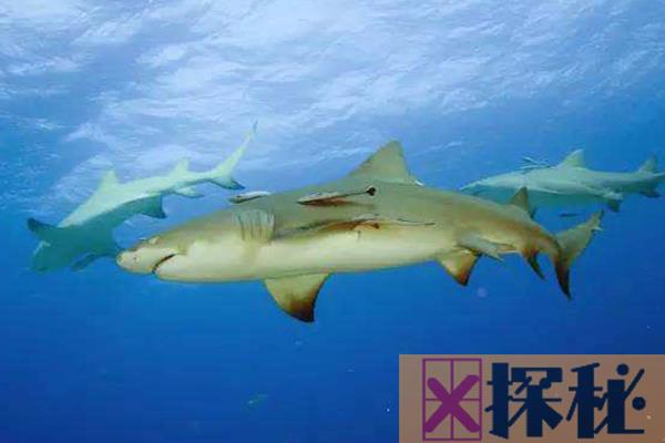 柠檬鲨为什么叫柠檬鲨?灰黄色腹部表皮像柠檬(被人当宠物)