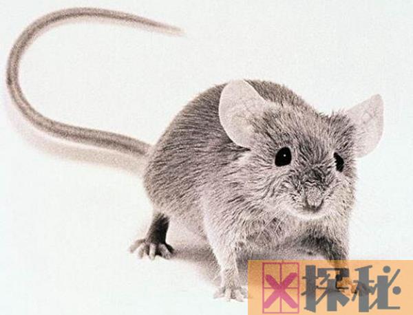 老鼠为什么不能完全灭绝?是因为老鼠越来越聪明的缘故吗