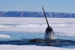 独角鲸的寿命有多长?属于鲸类的正常寿命