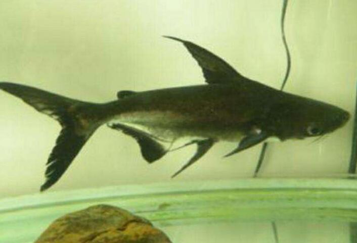成吉思汗鱼的生活习性 可作为观赏鱼人工饲养