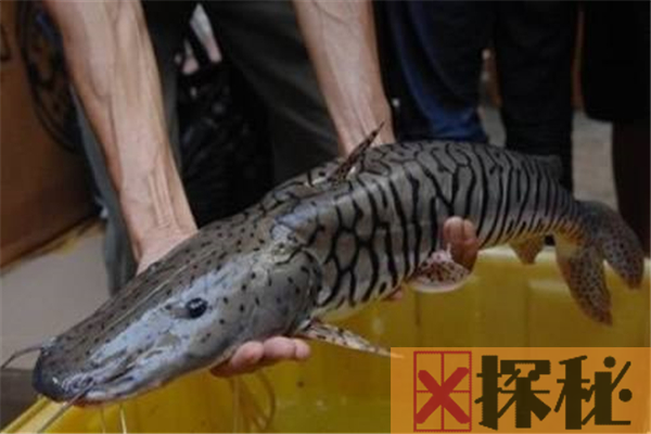 亚马逊鲇鱼能吃吗 堪称为最凶猛的淡水鱼之一