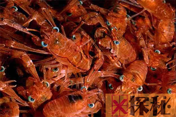 深海热泉铠甲虾 生存在海洋底部形态特殊