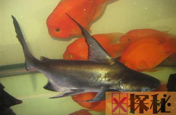 成吉思汗鱼的生活习性 可作为观赏鱼人工饲养