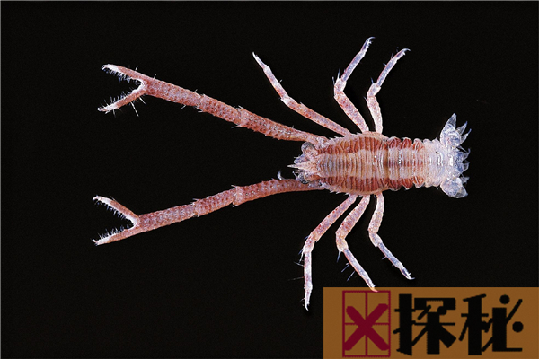 深海热泉铠甲虾 生存在海洋底部形态特殊