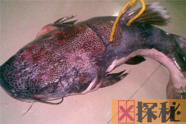 亚马逊鲇鱼能吃吗 堪称为最凶猛的淡水鱼之一