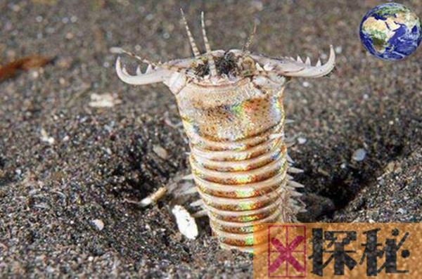 博比特虫体型恐怖 曾被发现3米长的最大博比特虫