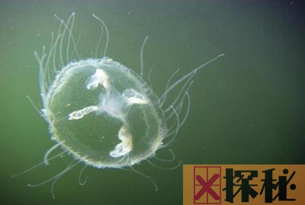 淡水水母生活习性 喜欢生存在水质高的区域
