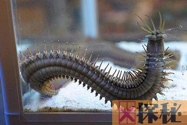 博比特虫体型恐怖 曾被发现3米长的最大博比特虫