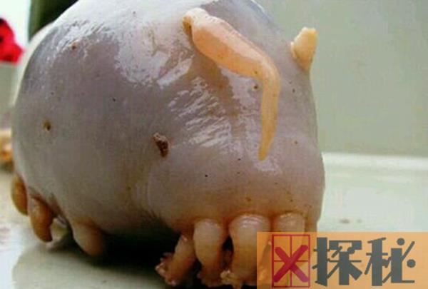 海猪鼻子是什么 它像人的鼻子一样用来通气